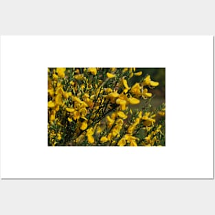 Gorse in flower Posters and Art